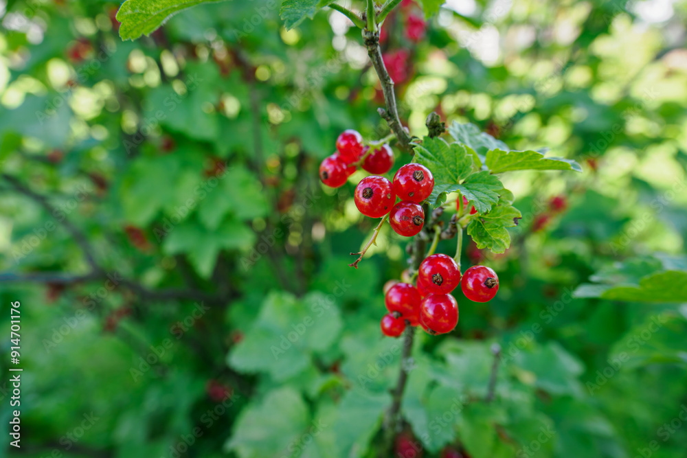 Red balls of red currant on a bush.