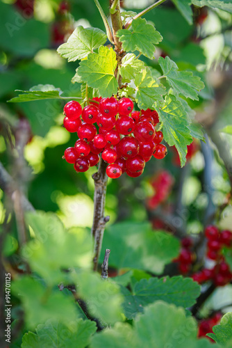 Red balls of red currant on a bush.