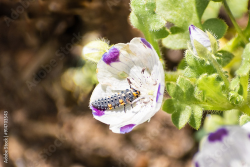 Close up of seven-spotted lady beetle larva (Coccinella septempunctata) sitting on a fivespot (Nemophila maculata) wildflower, California photo