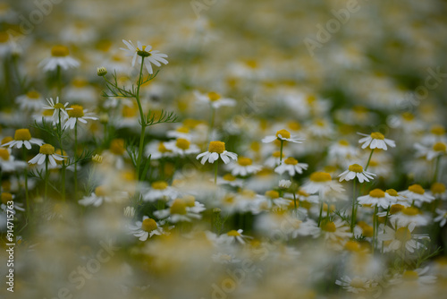 Spring chamomile field. Natural herbal treatment. Chamomile flowers field. Summer Daisies. Blooming medical chamomilles. photo