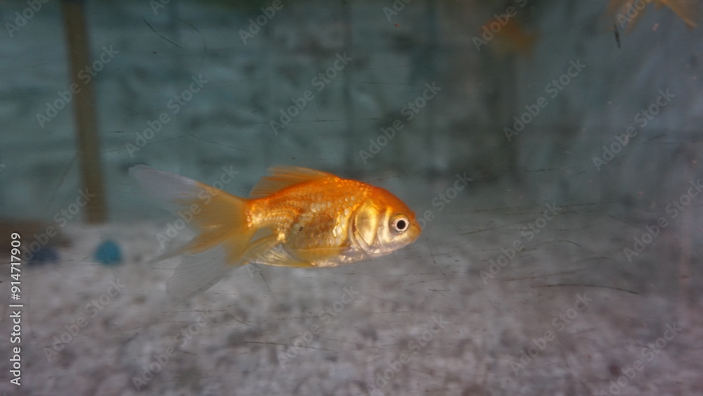 Fish in aquarium, swimming in fresh water Small yellow fish swimming underwater with air bubbles. Wildlife, pets, aquarium fish. Fish in aquarium, swimming in fresh water Small yellow fish swimming underwater with air bubbles. Wildlife, pets, aquarium fish.