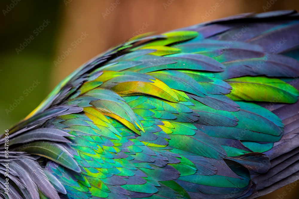 Obraz premium The feather of Nicobar pigeon, a pigeon found on small islands and in coastal regions from the Andaman and Nicobar Islands, India, east through the Malay Archipelago, to the Solomons and Palau. 