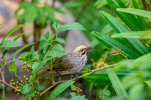 The straw-headed bulbul (Pycnonotus zeylanicus) is a species of songbird in the bulbul family, Pycnonotidae. It is found from the Malay Peninsula to Borneo. photo