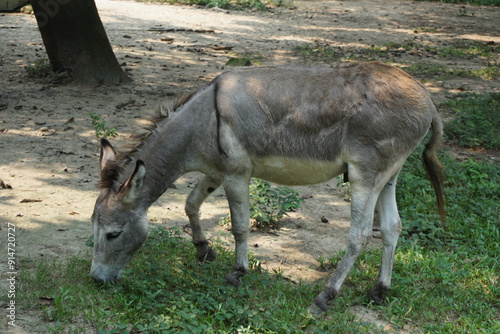 Donkeys in The Dhaka Zoo, Bangladesh. 