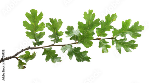 Green oak branch with leaves on transparent background