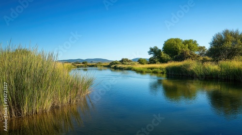 A tranquil riverbank with tall grasses and a clear blue sky