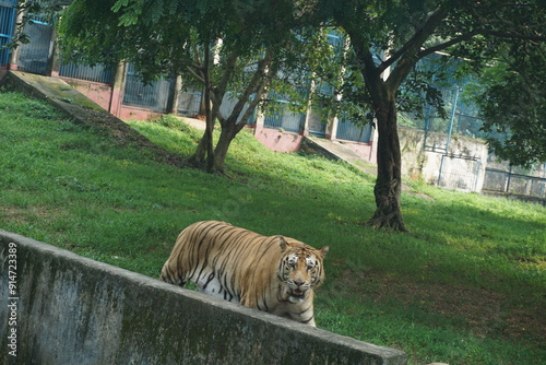 Royal Bengal Tiger in Dhaka Zoo
 photo