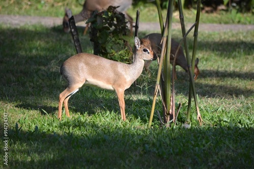 Dik dik in grass photo