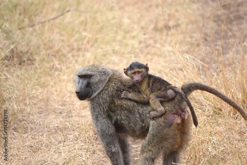 baboon mother and baby