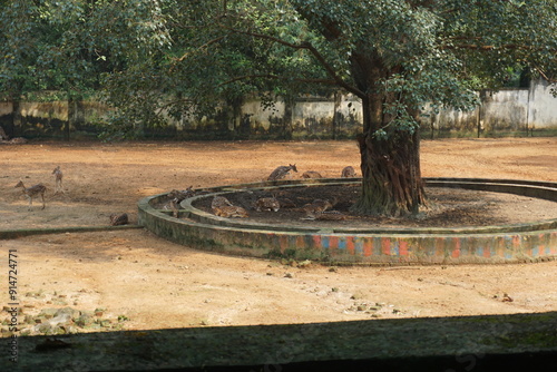 Deer in the Dhaka Mirpur zoo, Bangladesh.