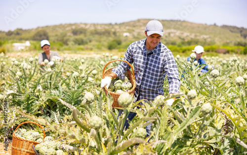 Male farmer harvesting ripe artichokes at a vegetable farm on a sunny day photo