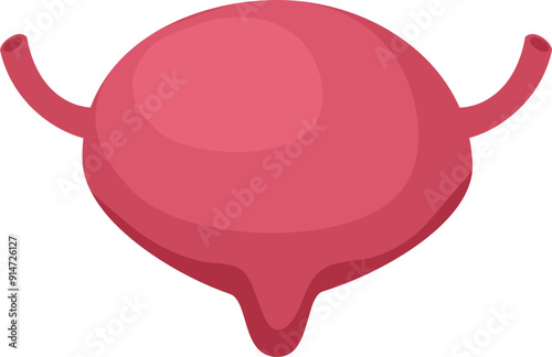 Urinary bladder disease. Normal bladder.
