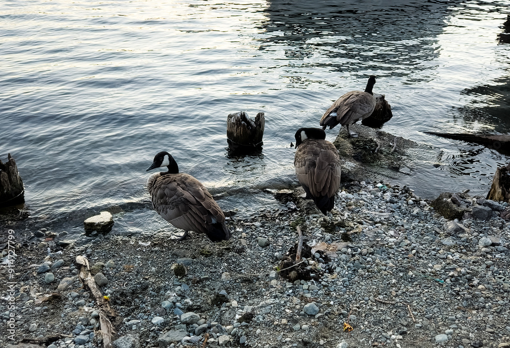 Obraz premium Geese by the water front