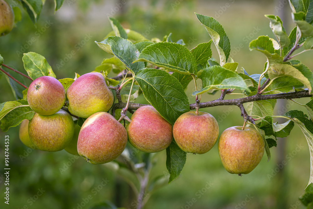 Red apples on tree. Ripe red apple fruits in apple orchard. Fresh red apples on tree branches. Autumn and Harvest Concept. Apple garden. Red apples on tree. Ripe red apple fruits in apple orchard. Fresh red apples on tree branches. Autumn and Harvest Concept. Apple garden.