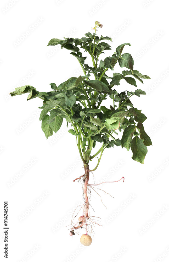 Obraz premium Potato plant with tubers isolated on white