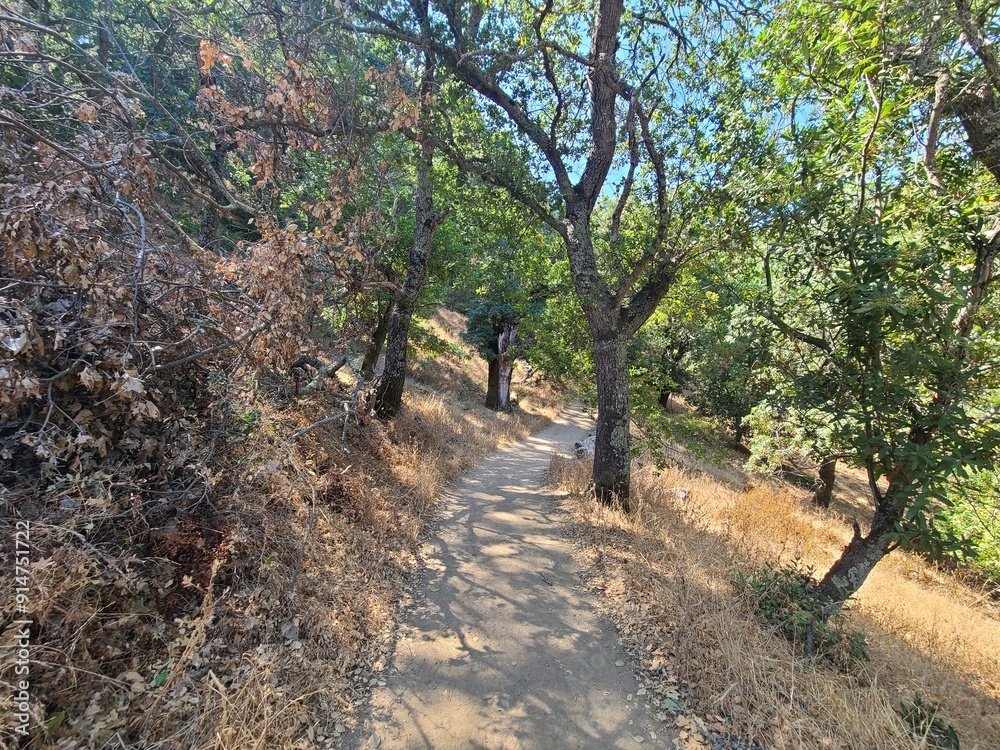 Oak woodlands along the Courdet Trail in Pleasanton Ridge Park, Pleasanton, CA