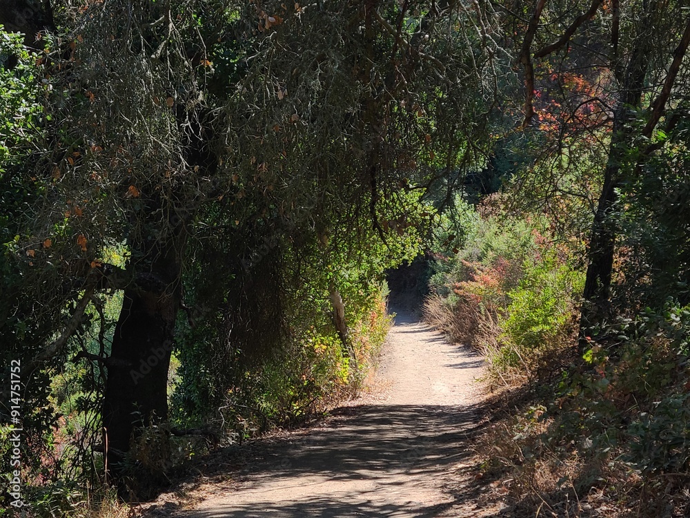 Fototapeta premium Dense Oak forest in Pleasanton Ridge near Pleasanton, CA
