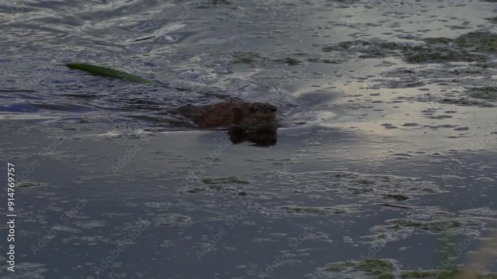 Video series featuring an otter in both slow motion and normal speed on a lush Canadian lake in summer. Captures the otter's playful and natural behavior in a serene, picturesque setting. Video series featuring an otter in both slow motion and normal speed on a lush Canadian lake in summer. Captures the otter's playful and natural behavior in a serene, picturesque setting.