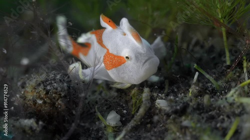 Close-up portrait. A small white and red frog fish (teenager) sits on the bottom of a tropical sea among green algae. Warty Frogfish (Antennarius maculatus) 11 cm. photo