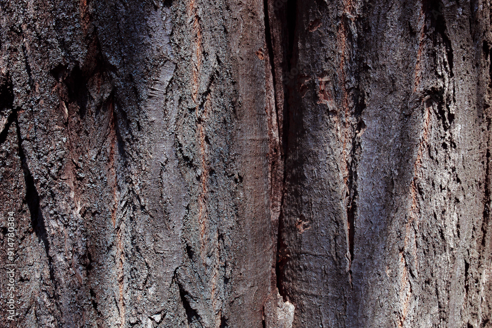 Textured tree bark. Natural wood background. Red and green moss locally on the tree. Garden tree diseases. Harvesting firewood for the winter. Planet Earth Day. Textured tree bark. Natural wood background. Red and green moss locally on the tree. Garden tree diseases. Harvesting firewood for the winter. Planet Earth Day.
