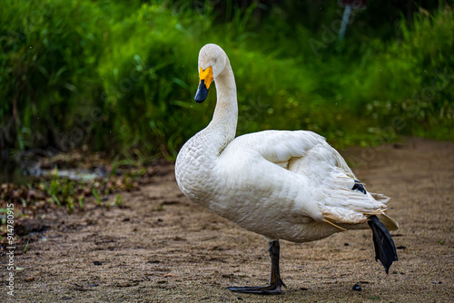 Fototapeta Naklejka Na Ścianę i Meble -  ポーズをする白鳥
