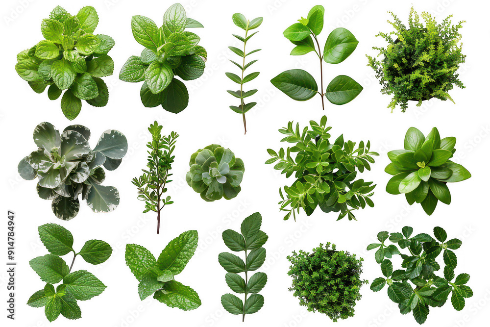 A collection of green plants with different shapes and sizes A collection of green plants with different shapes and sizes