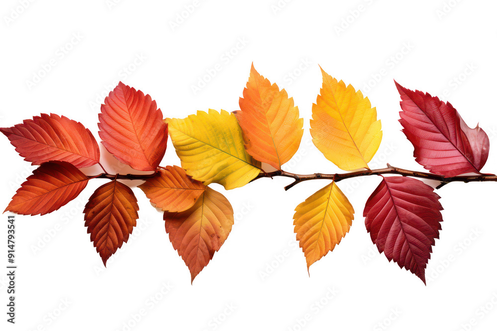 A row of autumn leaves with a white background A row of autumn leaves with a white background