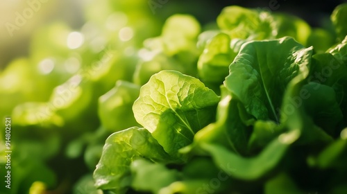 Using innovative farming techniques hydroponic farm growing fresh lettuce : Generative AI