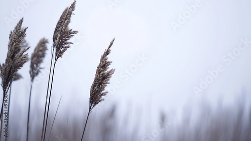 Closeup brown dry ears of grass reed over blurred grey sky Moody autumn winter landscape Fading wild plants detail Seeds Defocused background : Generative AI