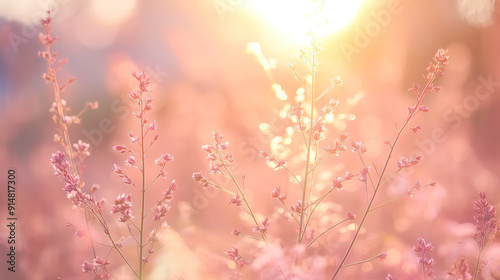 sunset in nature pink tranquil meadow golden sunset pink wheat tall grass natural season color bright floral