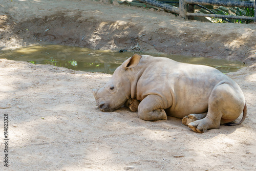 Bilde på lerret Sumatran rhinoceros relaxing
