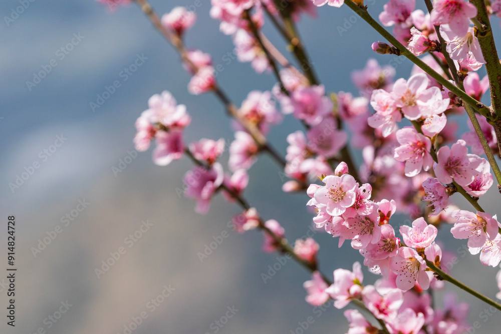 Pink blossoms against a blue sky Pink blossoms against a blue sky