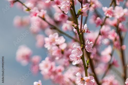 Pink blossoms against a blue sky photo