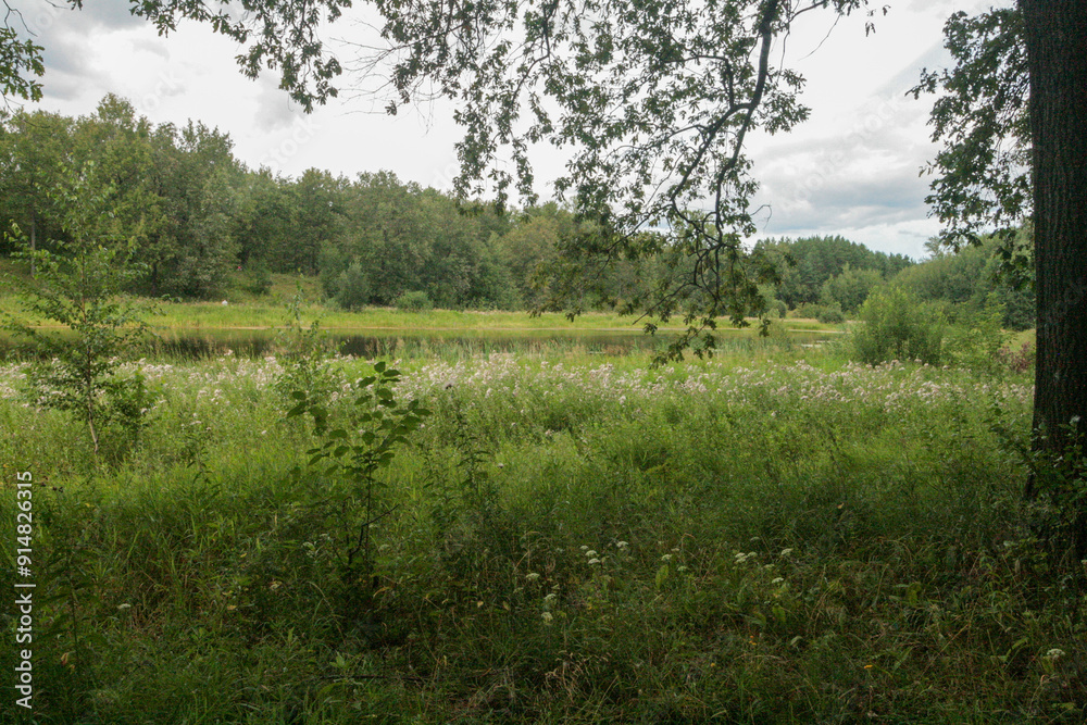 Summer green forest, Nizhny Novgorod region, Russia. Summer green forest, Nizhny Novgorod region, Russia.