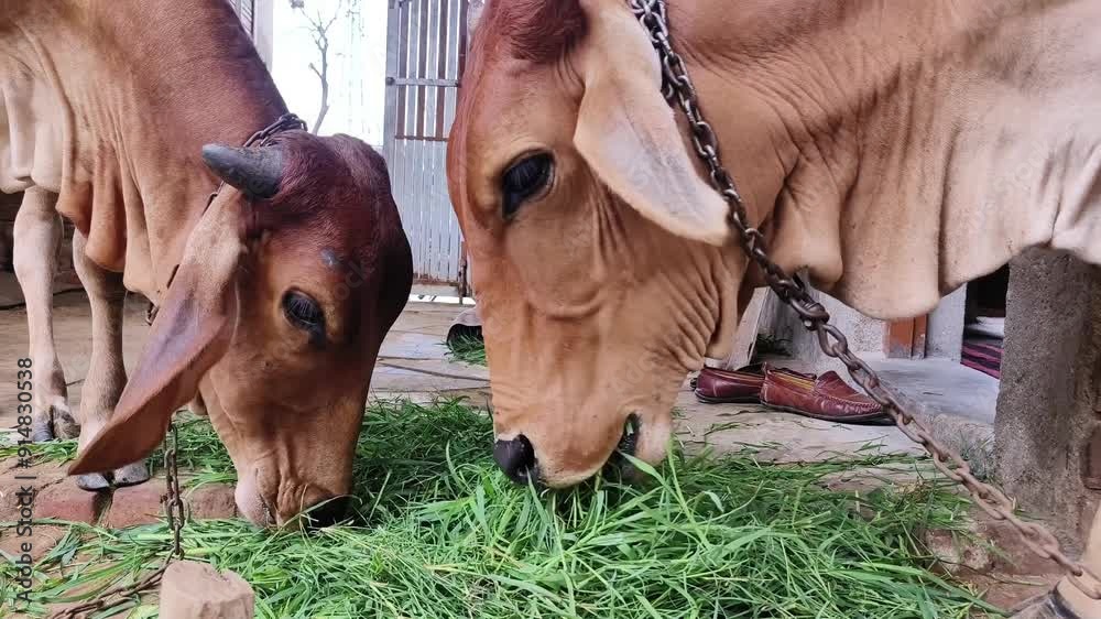 Two sahiwal and gyr cattles eating green grass hay or fodder together from the same pot. Zebu cattle young Indian cow sahiwal breed.