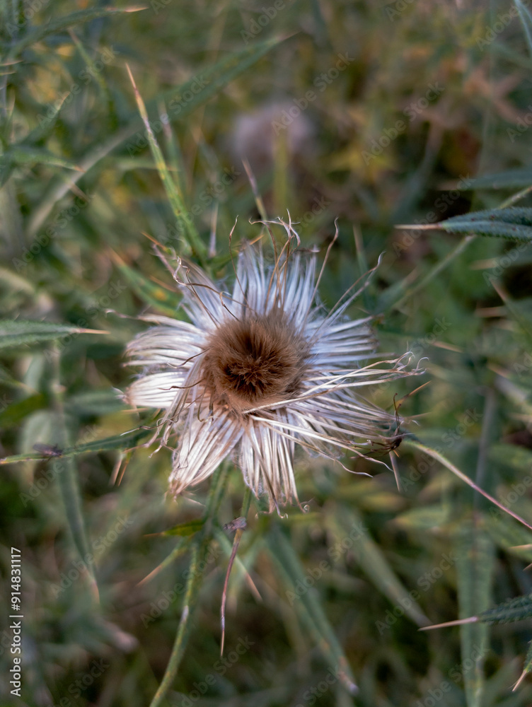Scottish thistle (Onopordum acanthium) at Edinburgh, Scotland, UK Scottish thistle (Onopordum acanthium) at Edinburgh, Scotland, UK