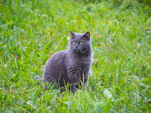 British shorthair cat in the yard. Friendly family member. Fluffy pet