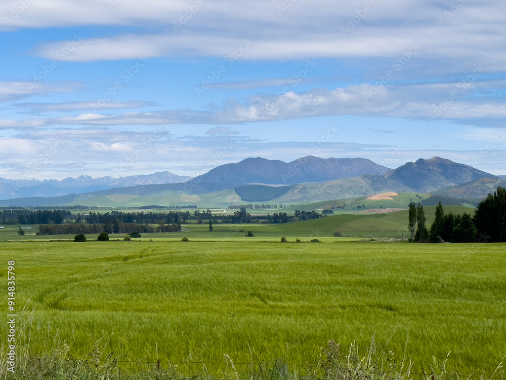 Obraz premium Tractor trail in a green cereal field with gorgeous mountains in the background on a sunny slightly cloudy day in New Zealand 