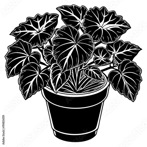begonia vector illustrtion on white background 