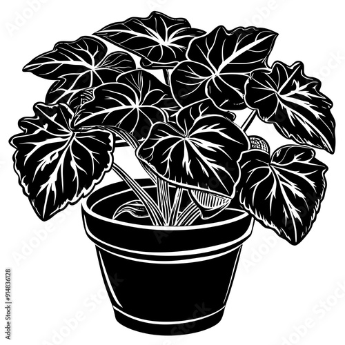 begonia vector illustrtion on white background 