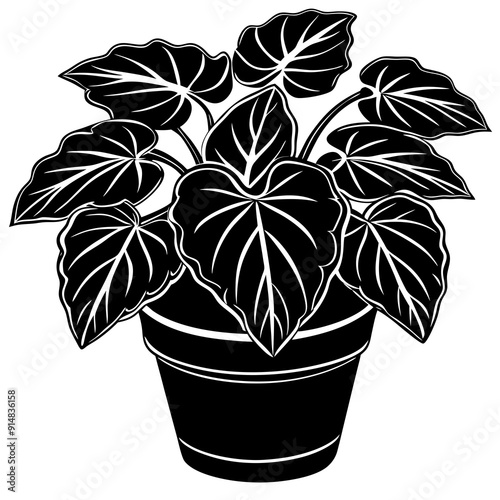 begonia vector illustrtion on white background 