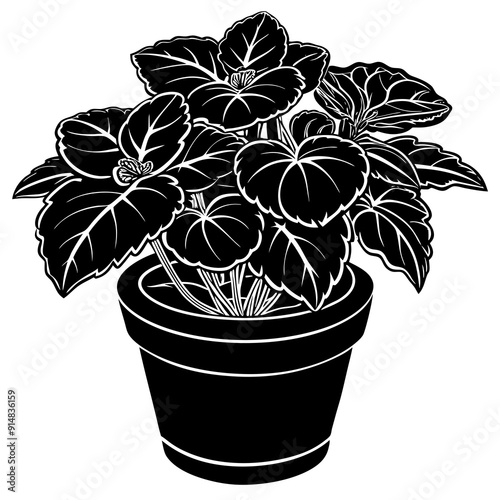begonia vector illustrtion on white background 