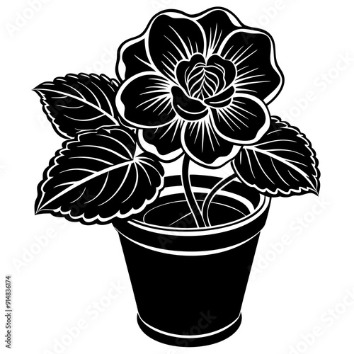begonia vector illustrtion on white background 