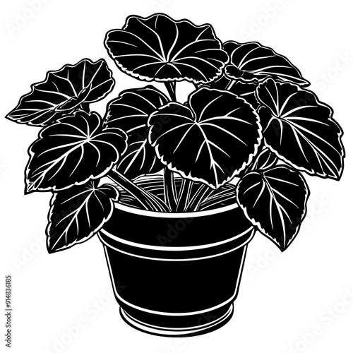 begonia vector illustrtion on white background 