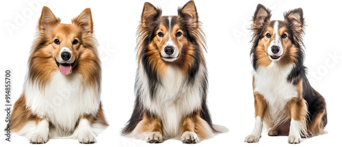 Collection of three dogs intelligent Shetland Sheepdogs set isolated on white background