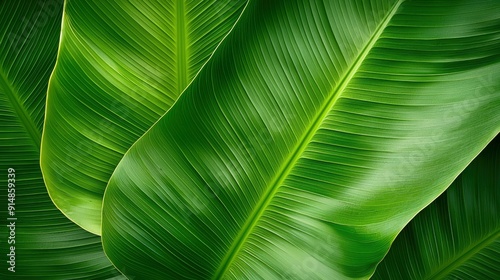 Texture of banana leaf, tropical plant, detailed veins Background