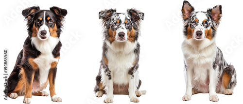 Collection of three dogs sprightly Australian Shepherds set isolated on white background photo