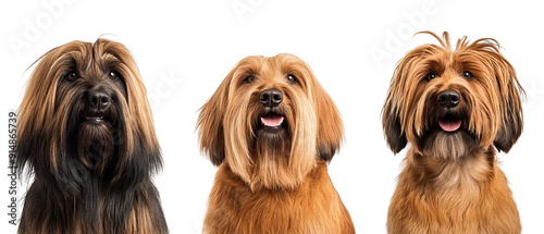 Collection of three dogs sprightly Briards set isolated on white background