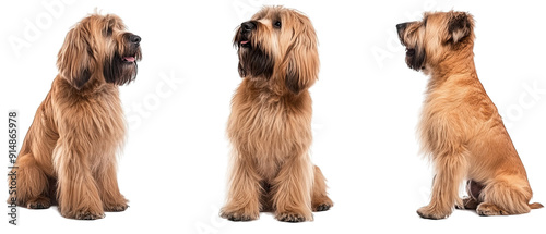 Collection of three dogs sprightly Briards set isolated on white background