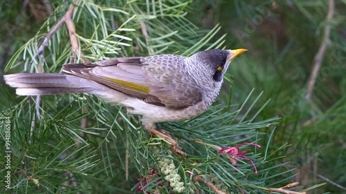 Close up shot of a wild honeyeater noisy miner, manorina melanocephala, perched on grevillea banksii flowering plant, feeding on the sweet nectar. photo